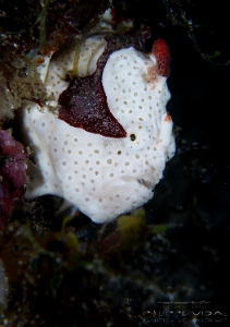 Philippines 2023 - Anilao - DSC07052 Warty frogfish  Antennaire tachete  Antennarius maculatus